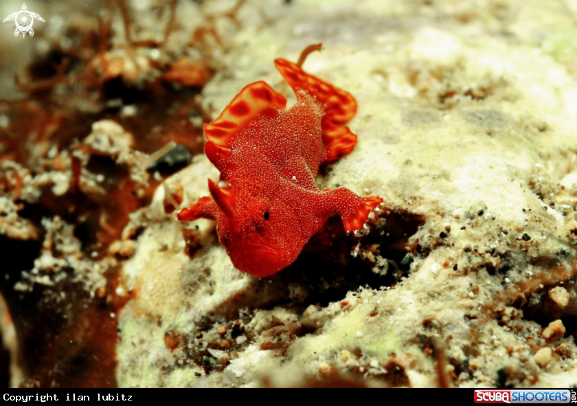 A juvenile frog fish