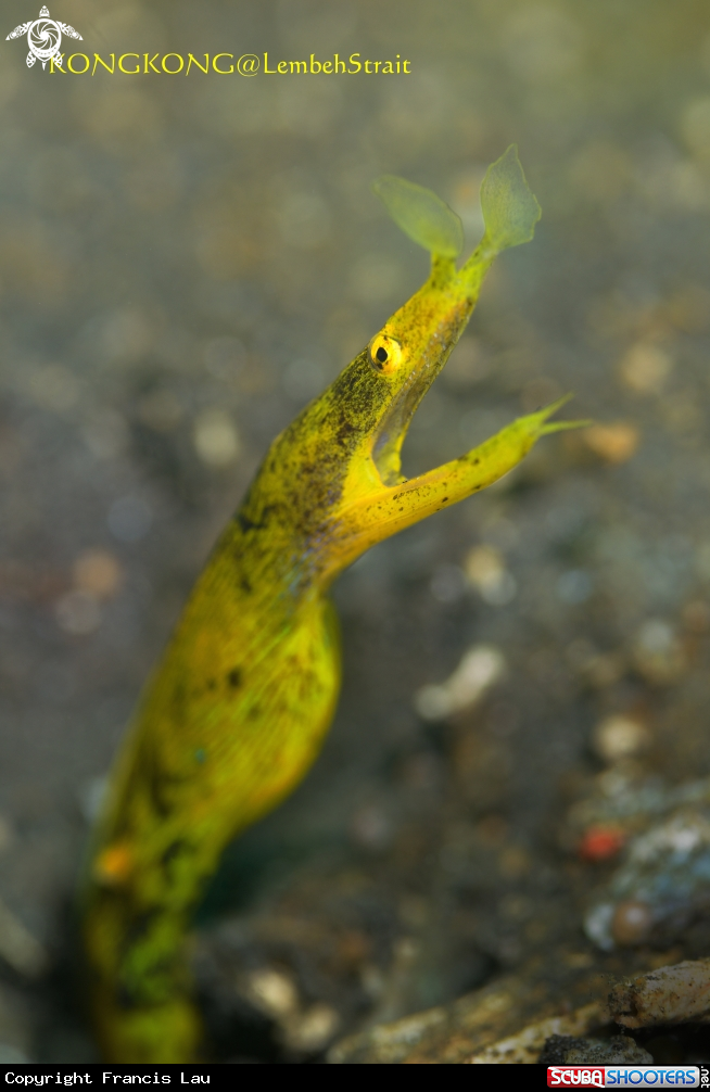 A Yellow Ribbon eel