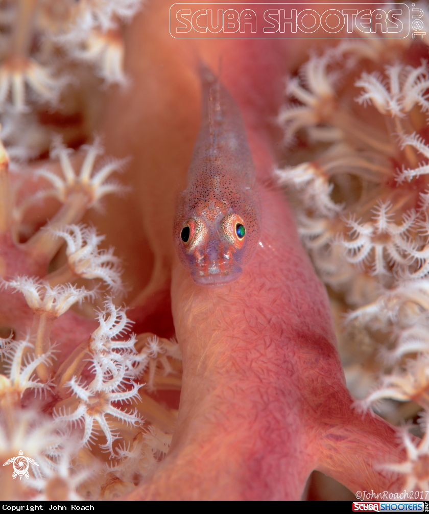 A Ghost Goby