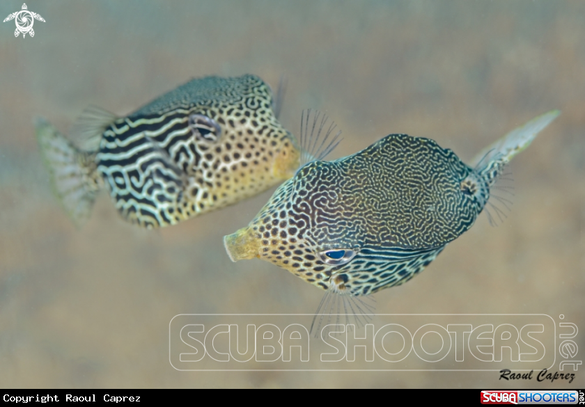 A Box fish