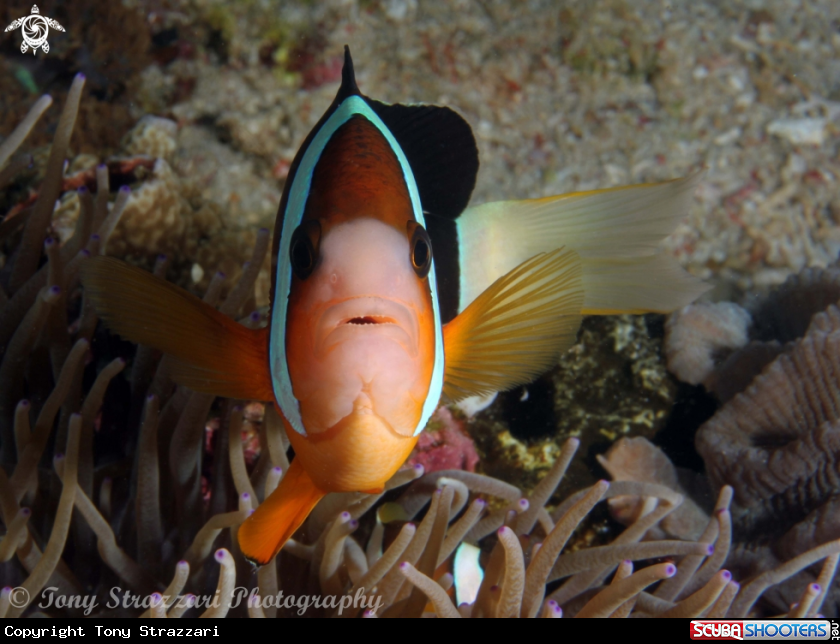 A Anemone Fish