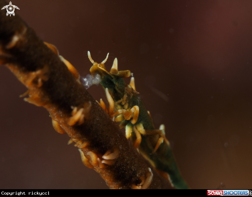 A Dragon shrimp