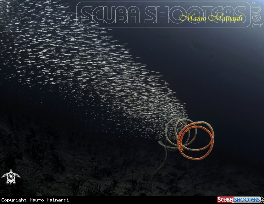A Whip coral and silverfish