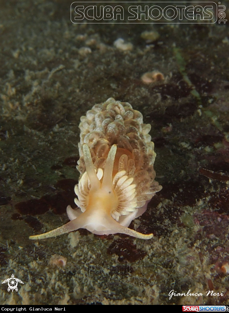 A Aeolidiella