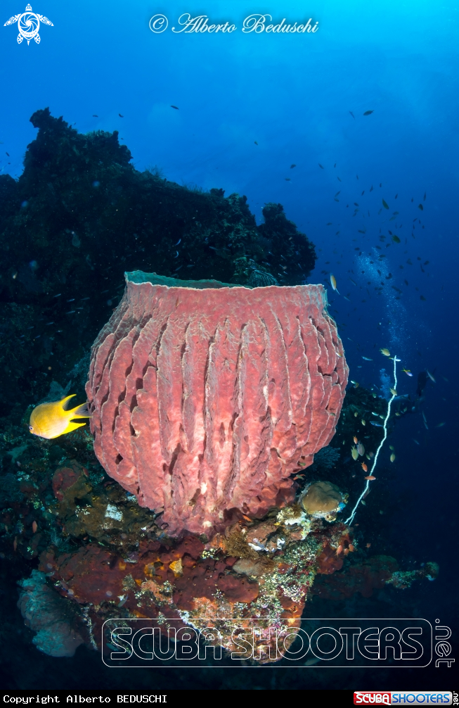 A Sponge