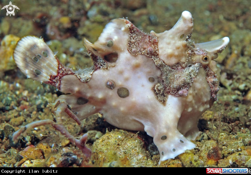 A frogfish