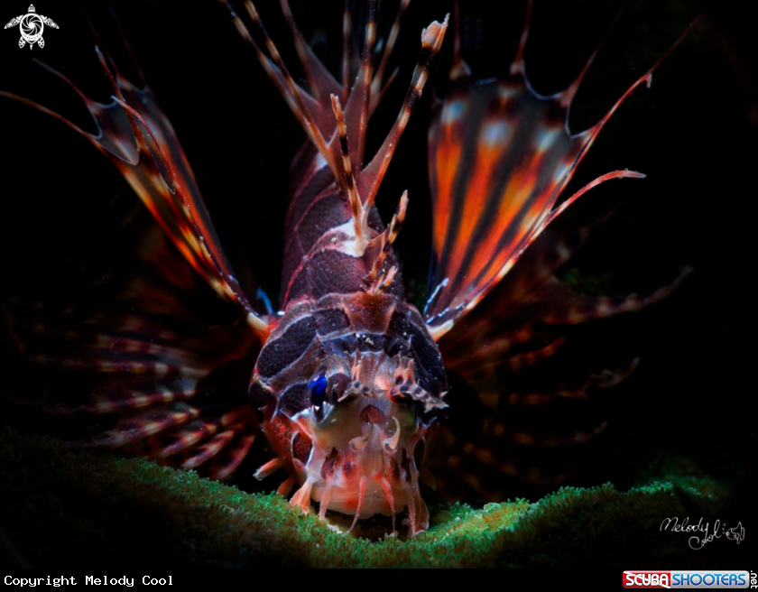 A Lion Fish 