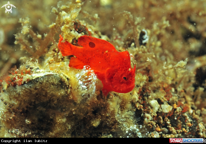 A frog fish