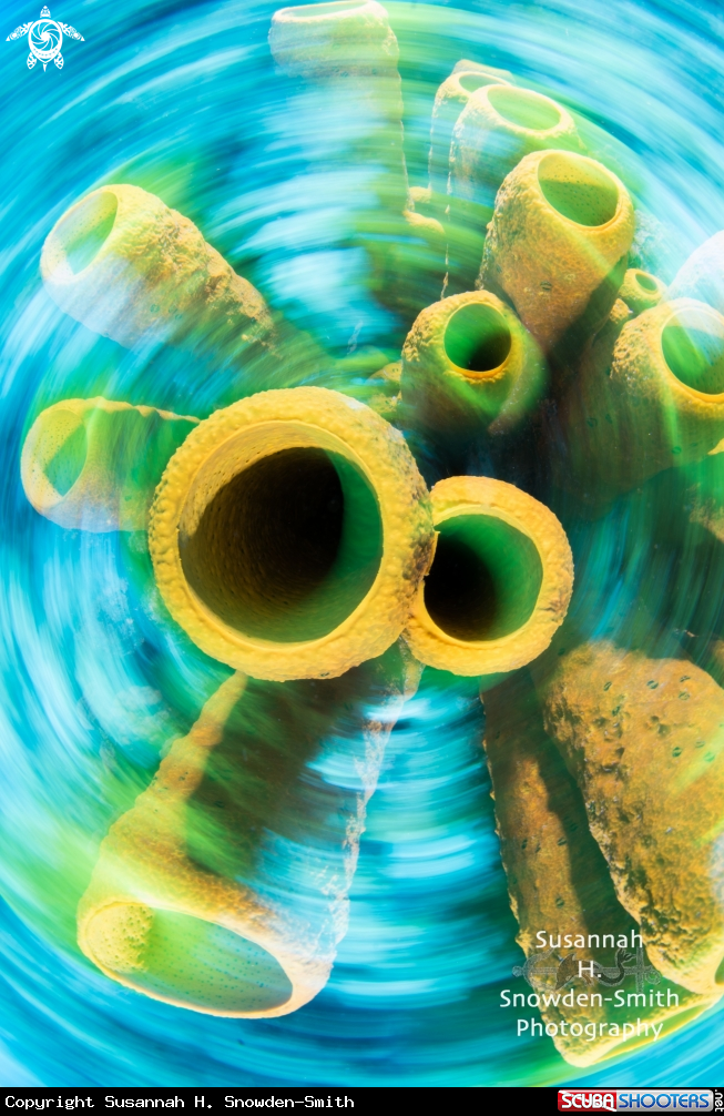 A Yellow sponges