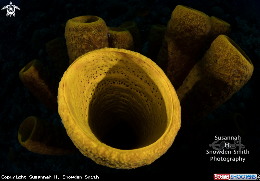 A Yellow sponges