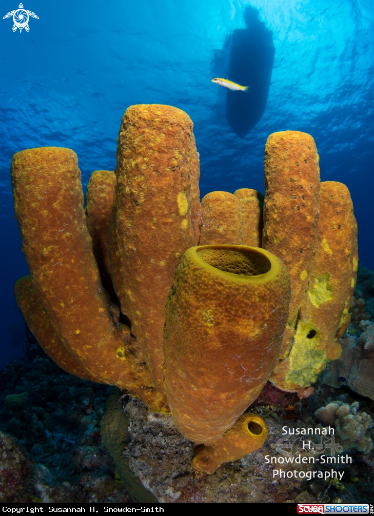 A Yellow sponges