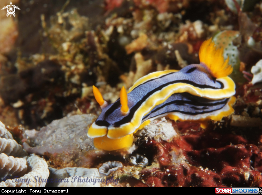 A Chromodoris annae