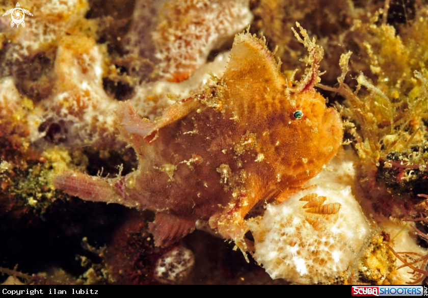 A frogfish