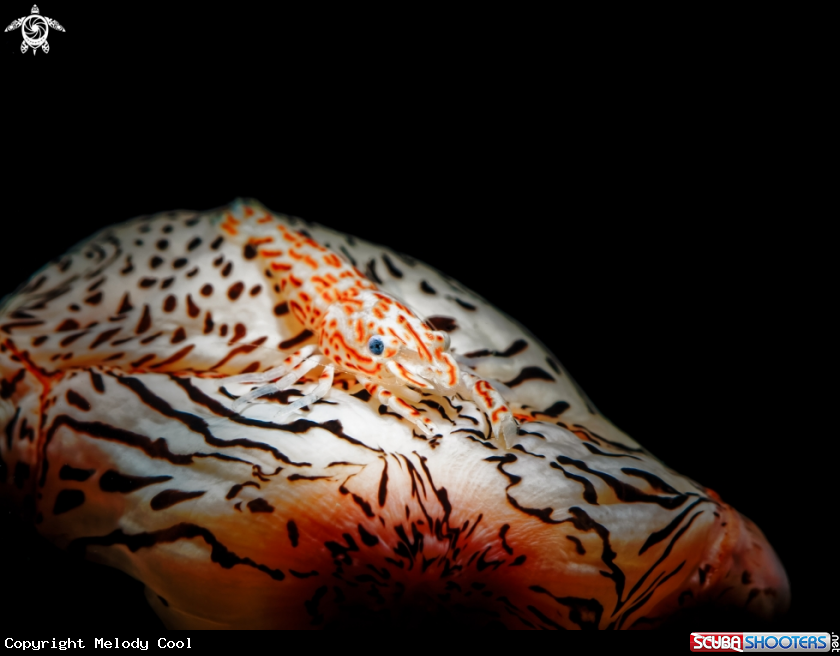 A Leopard Shrimp 