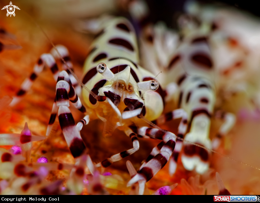 A Coleman Shrimp 
