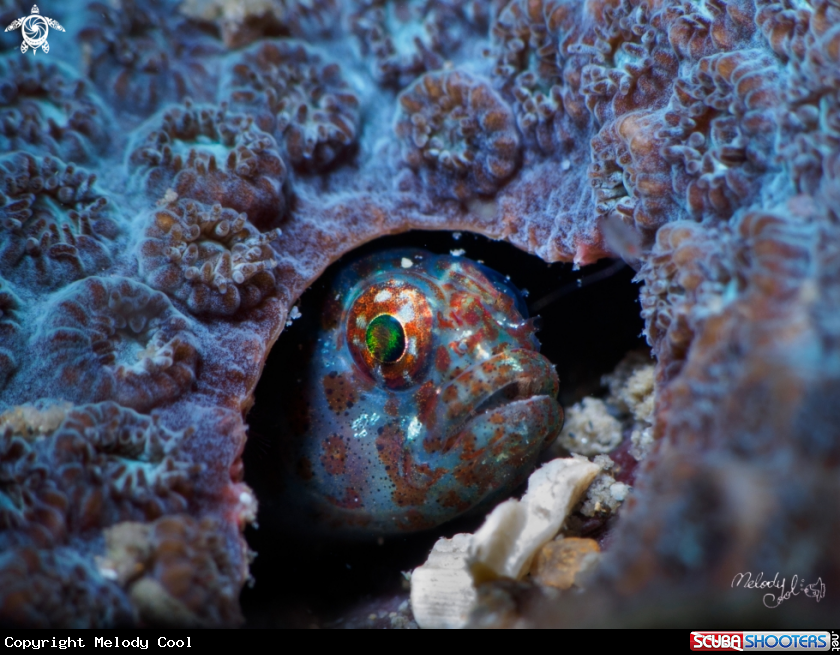 A Goby
