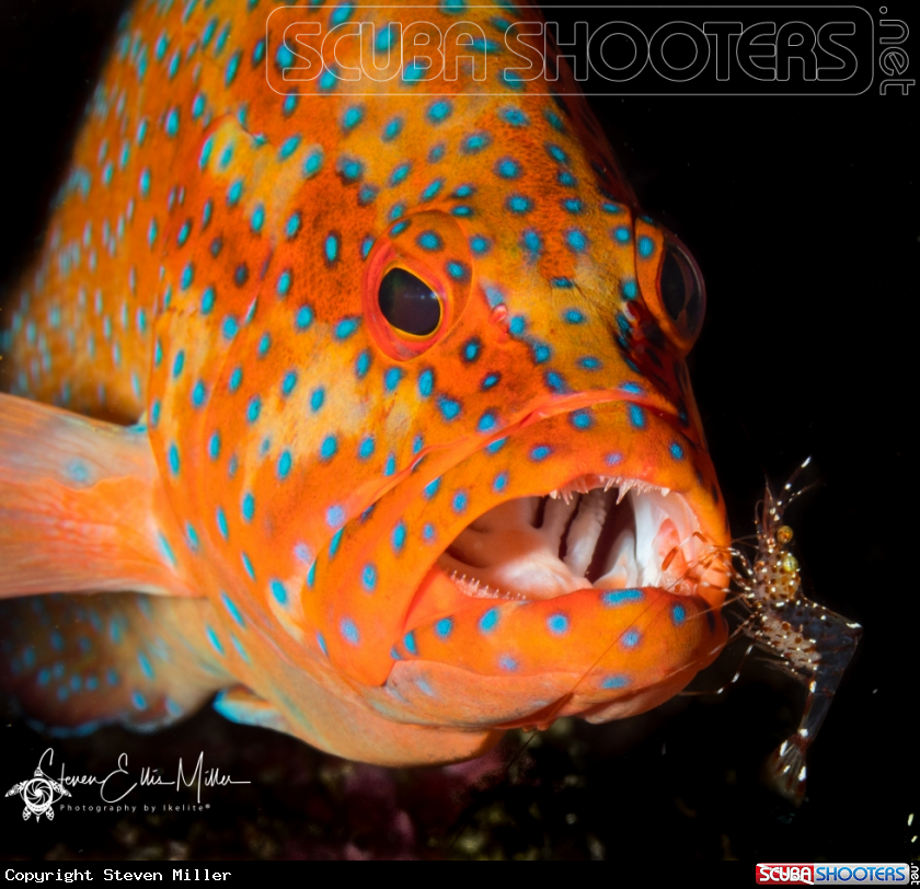 A Coral Grouper