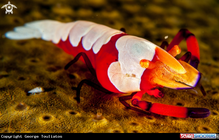 A Emperor Shrimp