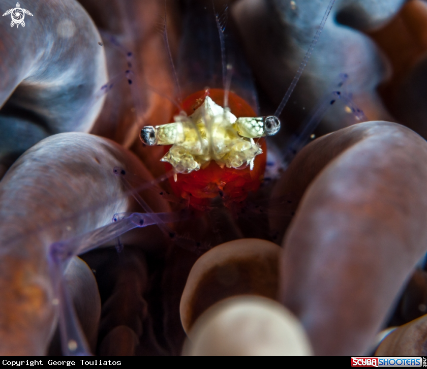 A Coral Shrimp
