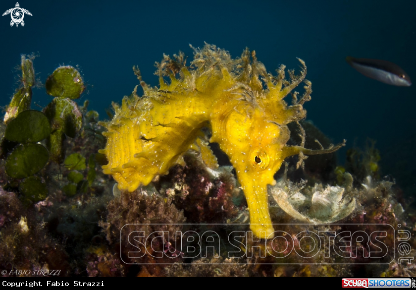 A Hippocampus Guttulatus