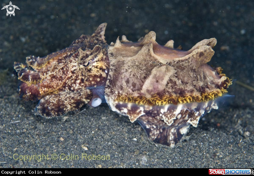 A cattel fish