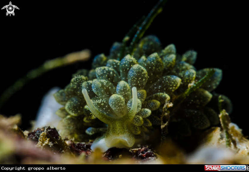 A nudibranco