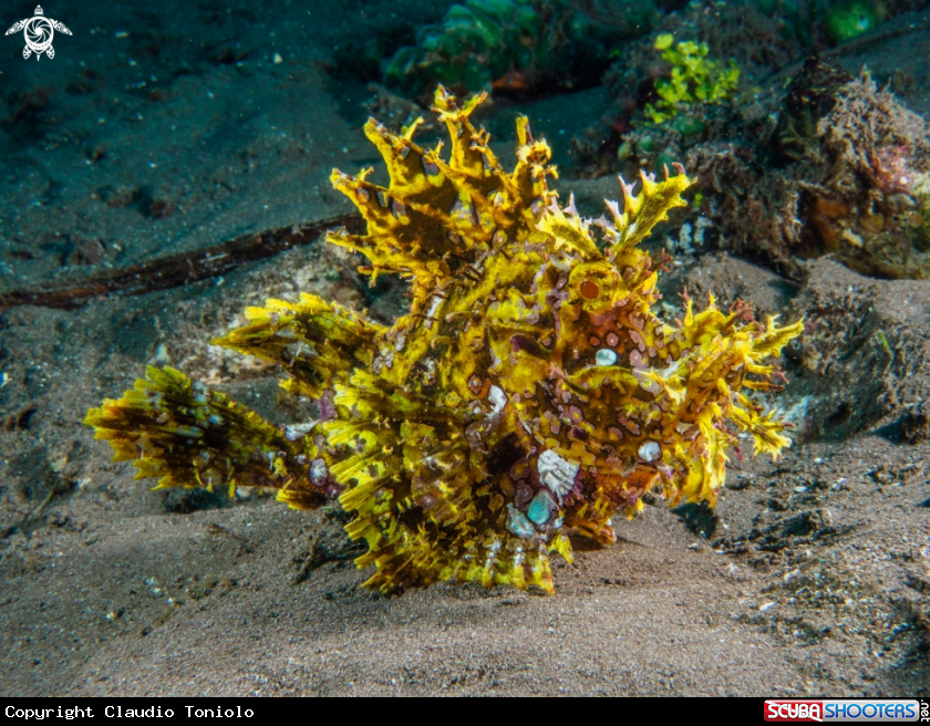A Yellow Rinophia