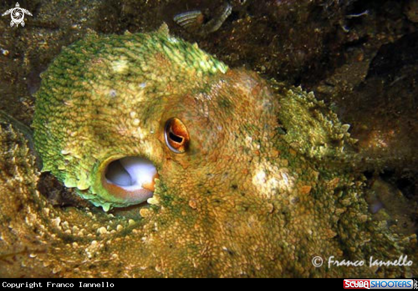 A Octopus