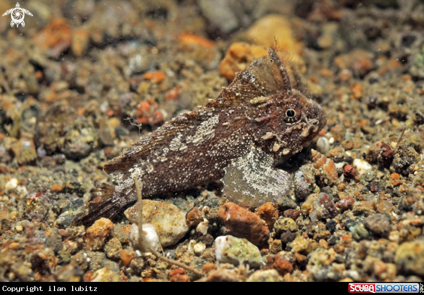 A reef fish