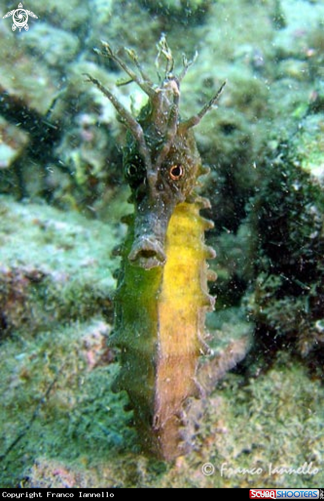 A Hippocampus