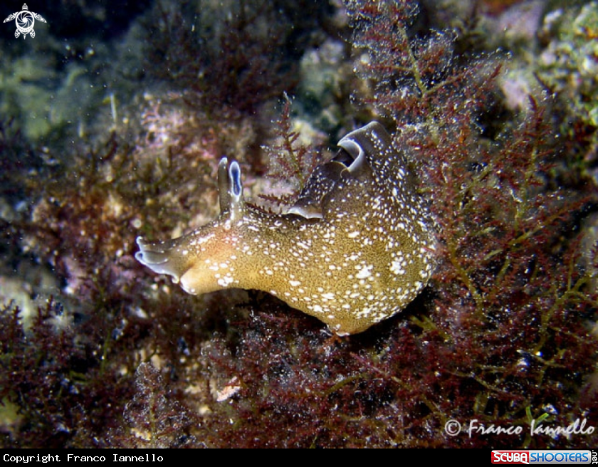 A Nudibranco