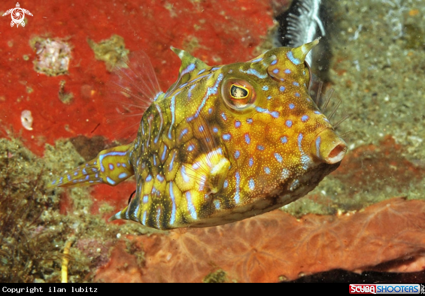 A reef fish