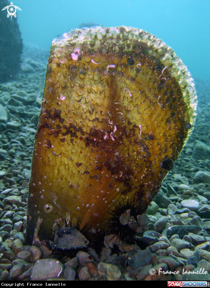 A Pinna nobilis