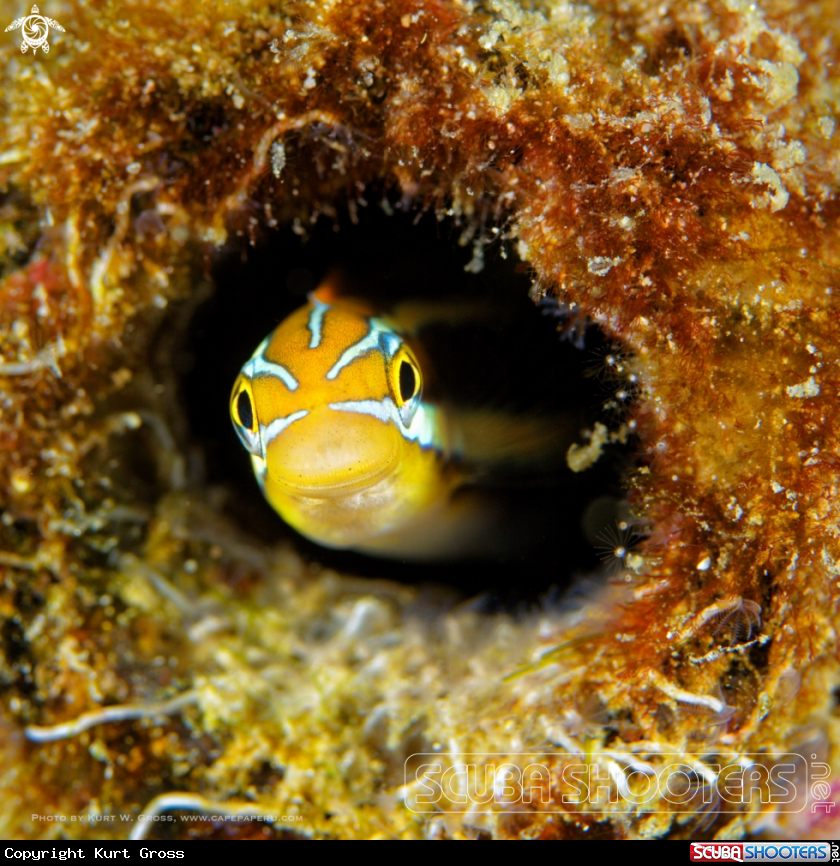 A Tube Worm Blenny