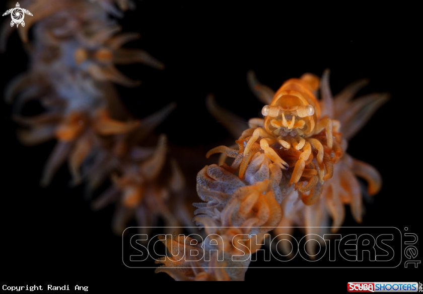 A Whip Coral Shrimp