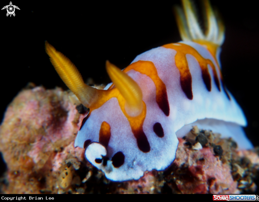 A Nudi