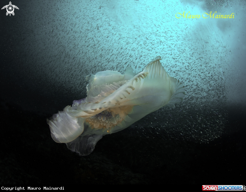 A Jellyfish