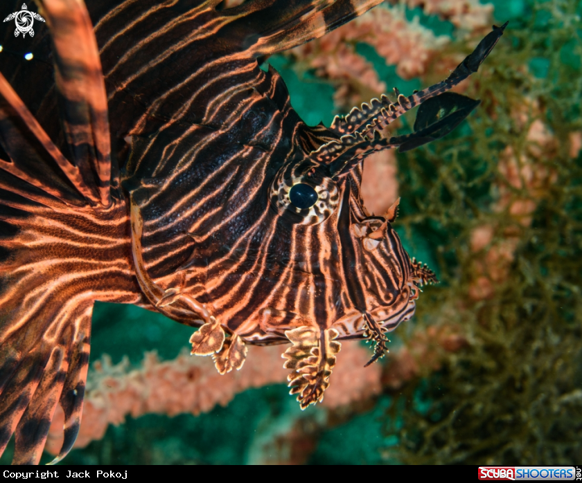 A Lionfish