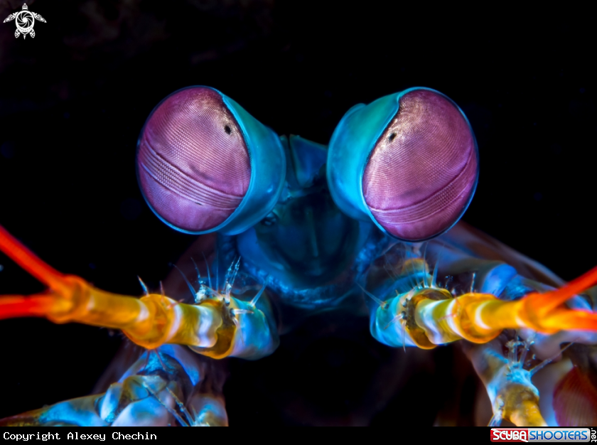 A Mantis Shrimp