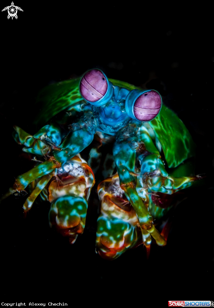 A Mantis Shrimp