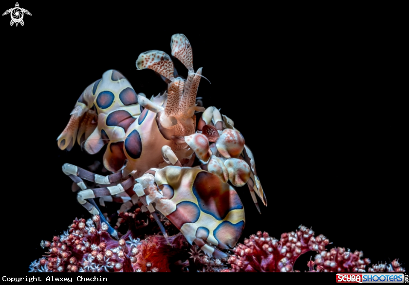 A Harlequin Shrimp