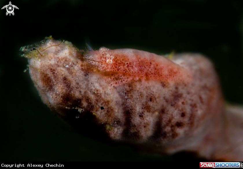 A Sponge Shrimp