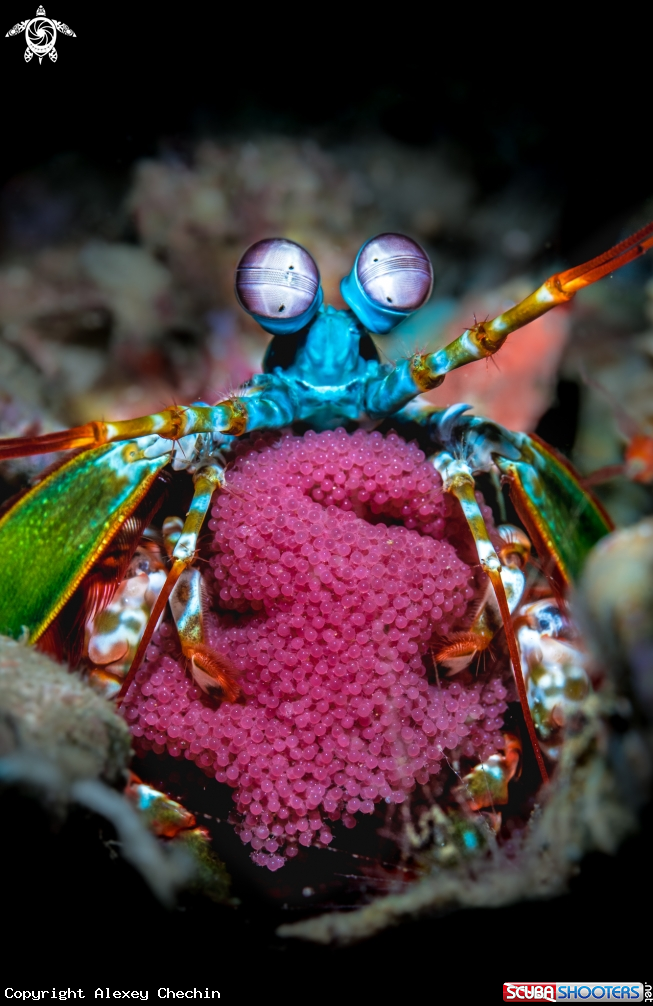 A Mantis Shrimp