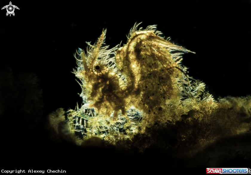 A Hairy Shrimp