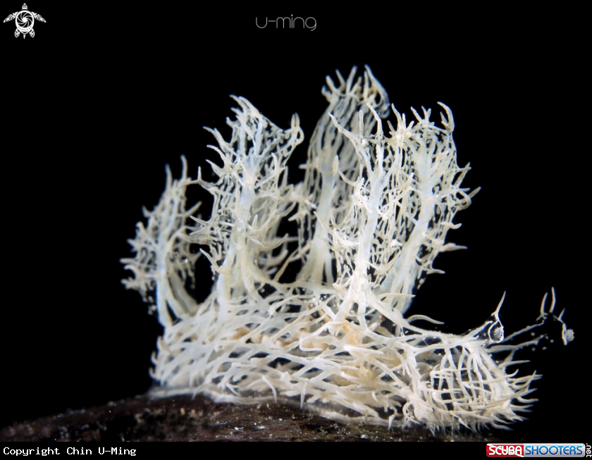 A Ghost Nudi
