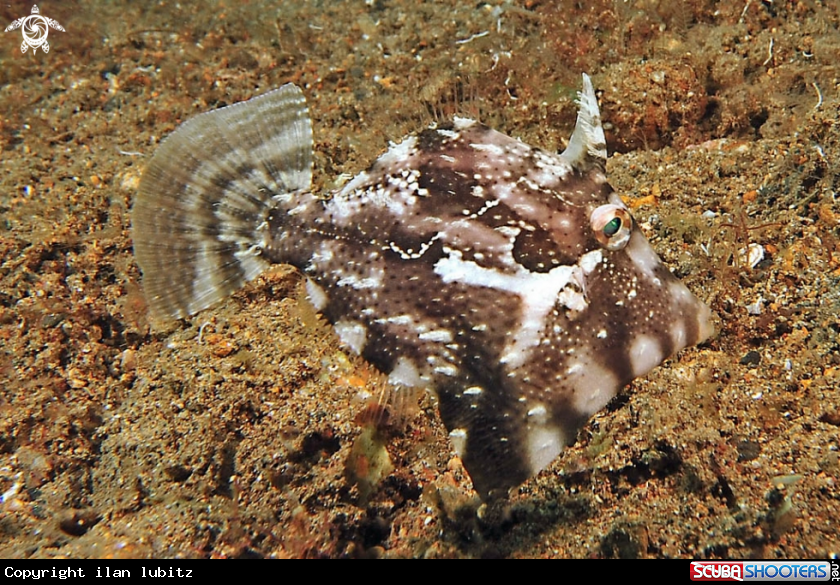 A reef fish