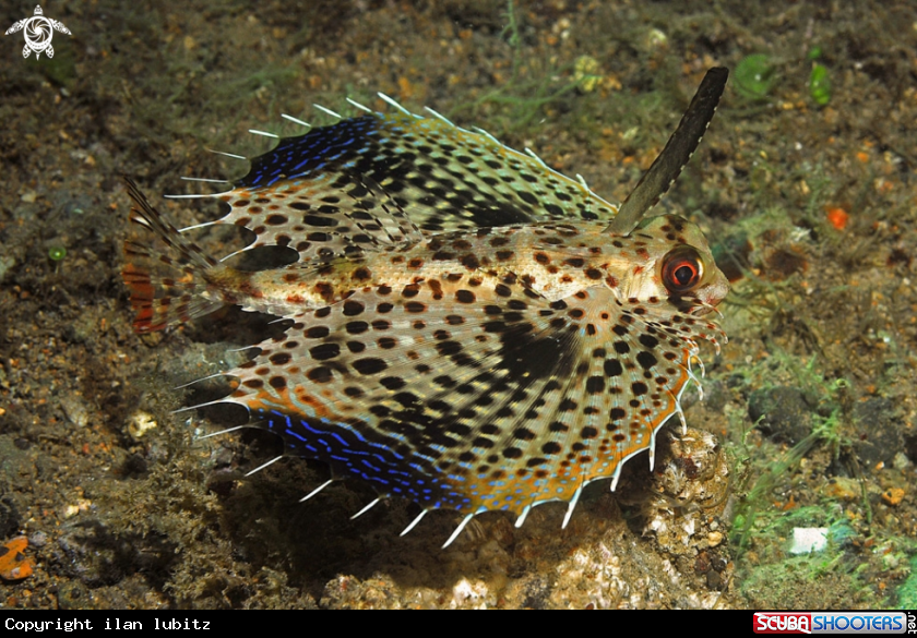 A reef fish