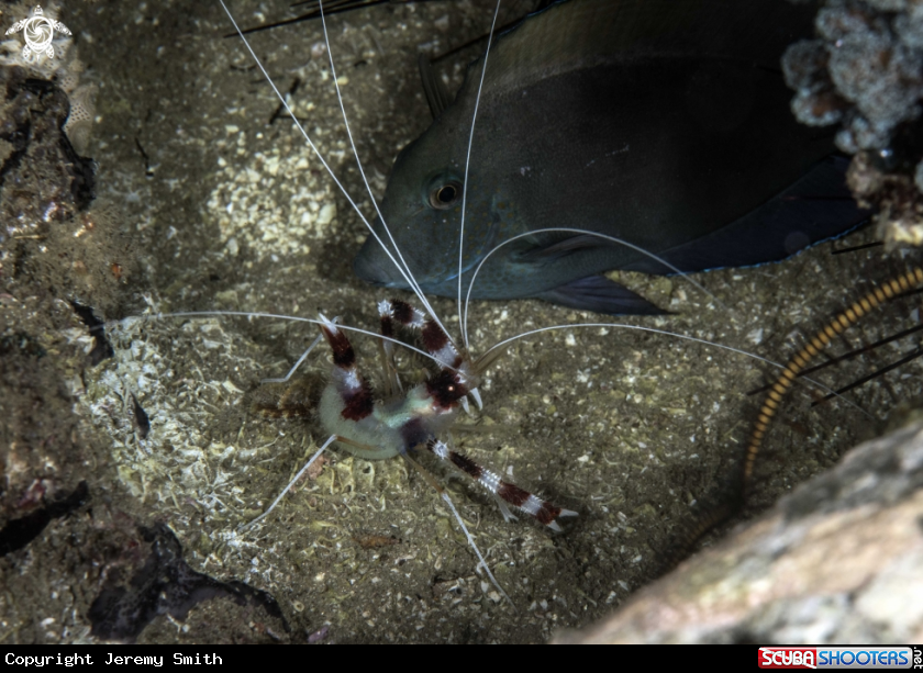 A Banded Coral Shrimp