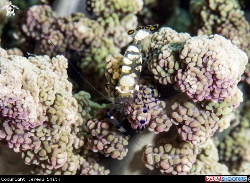A Peacock-Tail Anemone Shrimp
