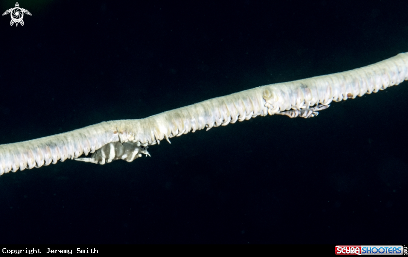 A Zanzibar Whip Coral Shrimp